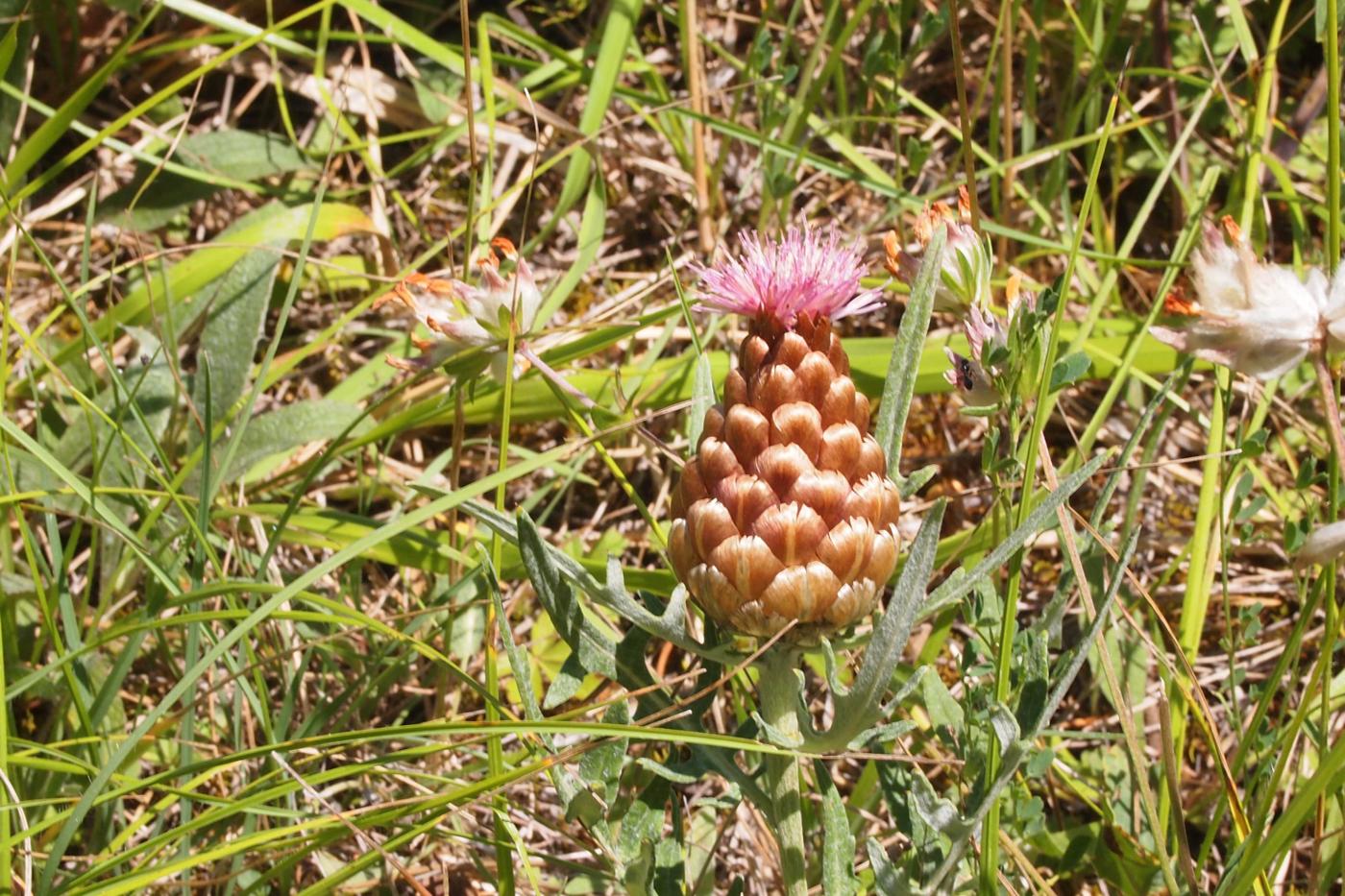 Knapweed, Cone flower